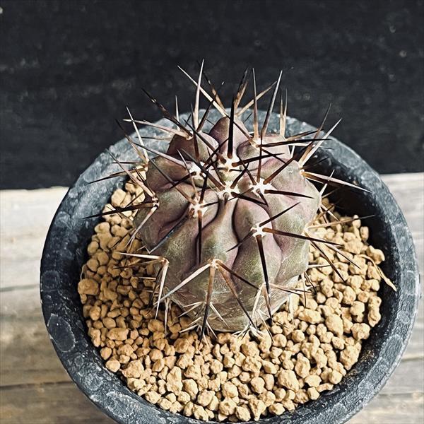 サボテン：コピアポア 黒王丸*幅3.5cm ☆赤松実生 現品！一品限り