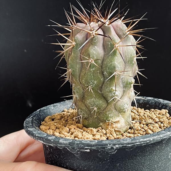 サボテン：コピアポア 黒王丸*幅3.5cm ☆赤松実生 現品！一品限り