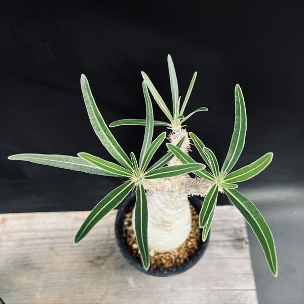 コーデックス：パキポディウム グラキリス 発根済*葉幅15cm 現品！一品