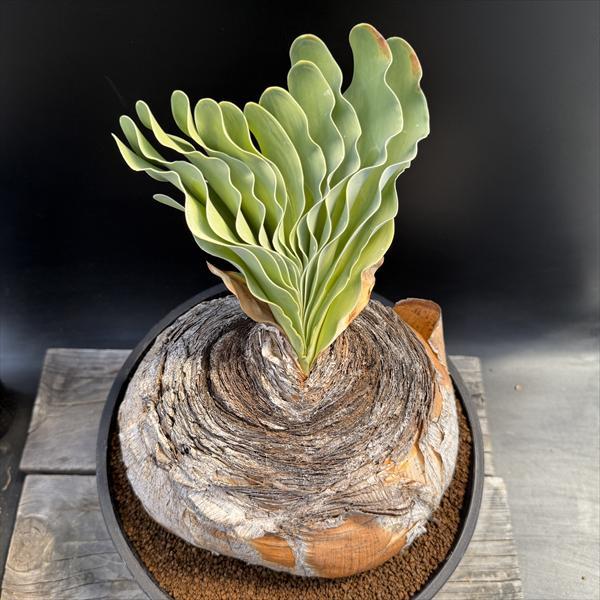 ☆特価☆コーデックス：ブーファン ハエマンソイデス*塊幅22cm 現品