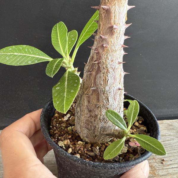 コーデックス：パキポディウム ウィンゾリー 国内実生*葉幅24cm 現品