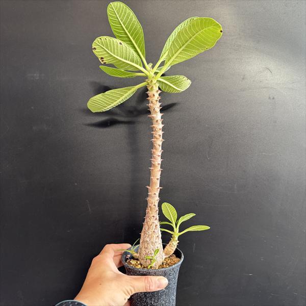 コーデックス：パキポディウム ウィンゾリー 国内実生*葉幅24cm 現品