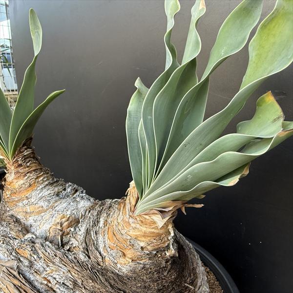 ☆特価☆コーデックス：ブーファン ハエマンソイデス ダブルヘッド 発