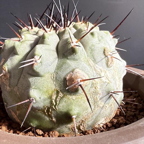 サボテン：コピアポア 黒王丸 ツギ 陶器鉢入り*幅6.5cm 現品！一品限り