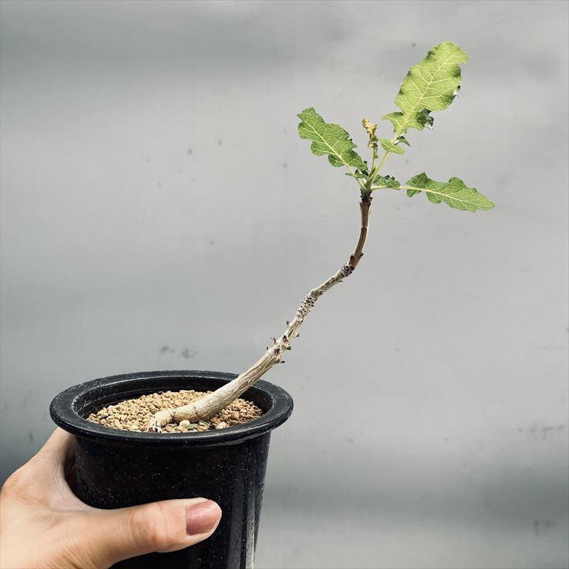 ボスウェリア ソコトラナ（銀葉タイプ） ボスウェリア・ソコトラナ」は