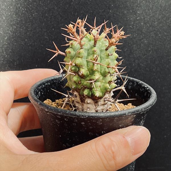 多肉植物：ユーフォルビア ステリスピナ 群星冠*幅3.5cm : 遊恵盆栽