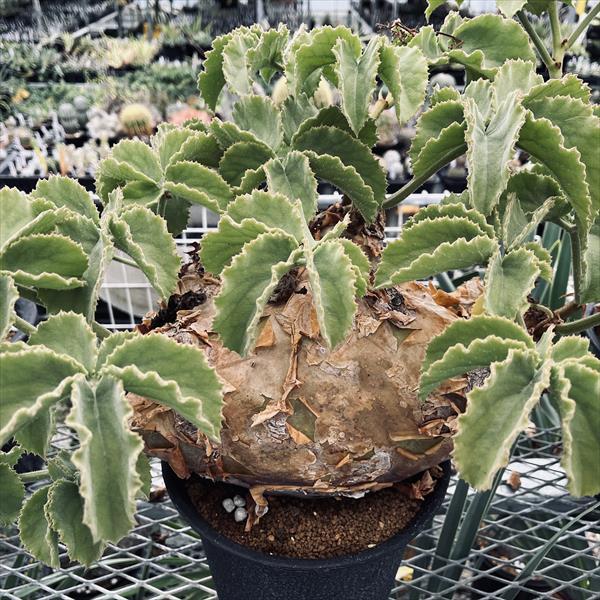 コーデックス：キフォステンマ ウター マクロプス*塊根幅30cm 現品