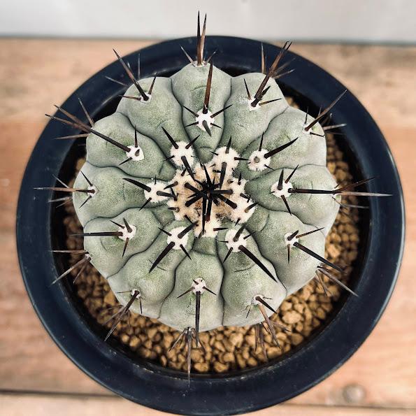 サボテン：コピアポア 黒王丸 自根*幅7cm 現品！一品限り : 遊恵盆栽