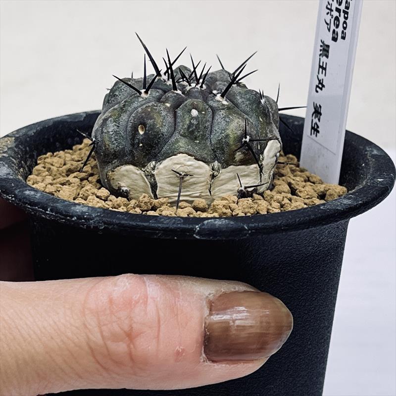 サボテン：コピアポア 黒王丸 実生*幅3.5cm 現品！一品限り ※傷あり
