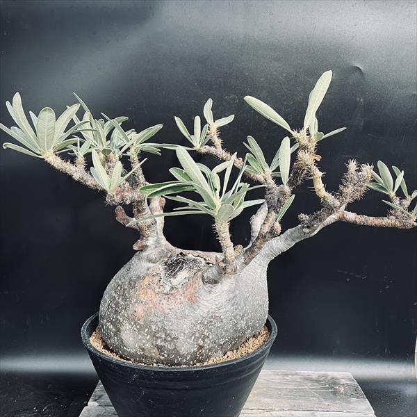 コーデックス：パキポディウム グラキリス 発根済*塊根幅22cm 現品