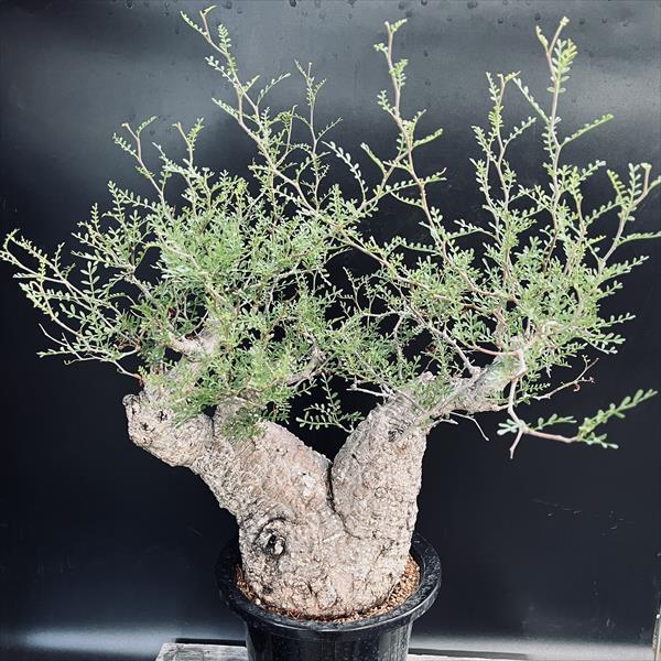 ☆特価☆コーデックス：オペルクリカリア パキプス 発根済*葉幅33cm