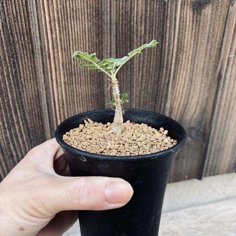 コーデックス：ボスウェリア サクラ*葉幅6.5cm 現品 一品限り : 遊恵