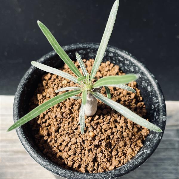 ☆特価☆コーデックス：パキポディウム グラキリス 実生 S*塊根幅0.8