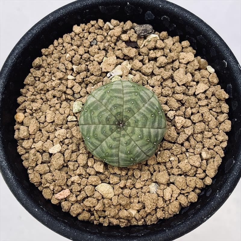 ☆特価☆多肉植物：ユーフォルビア オベサ*S 幅2.5cm ☆赤松実生