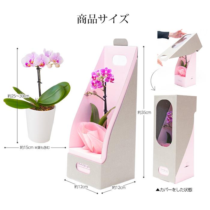 胡蝶蘭 マイクロ胡蝶蘭 1本立 2.5号 2WAYBOX ギフトBOX入 爆買 : 産直