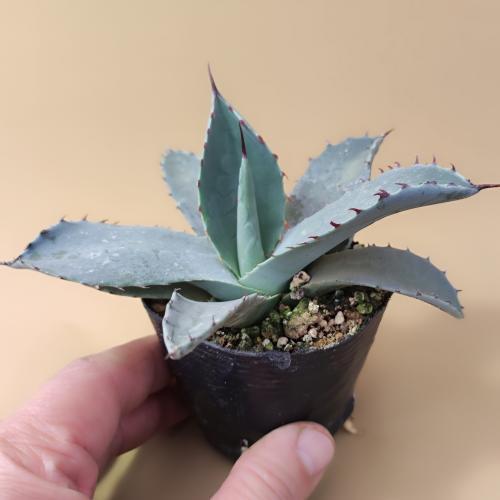 多肉植物 アガベ パリー トランカータ 7.5〜9cmポット苗 : やましち山