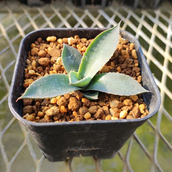 多肉植物 アガベ パリー トランカータ 7.5〜9cmポット苗 : やましち山