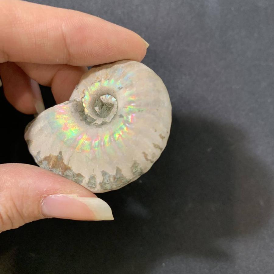 No.00149 本物 虹色 アンモナイト化石 アンモナイト 化石 化石標本