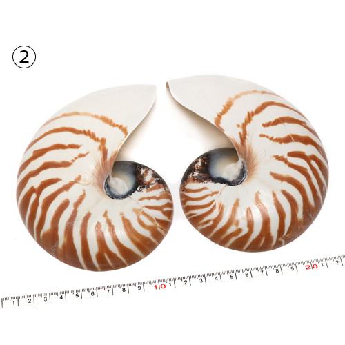 貝殻パーツ】オウムガイ Sサイズ 1個 ハーフカット オウム貝 約15cm