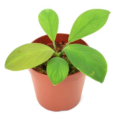 ホマロメナ homalomena sp.のおすすめ人気商品一覧 通販 - Yahoo