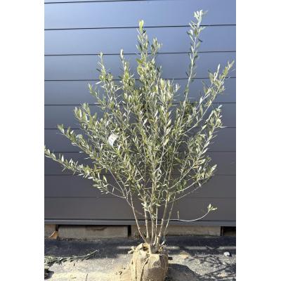 オリーブの木 シプレッシーノのおすすめ人気商品一覧 通販 - Yahoo