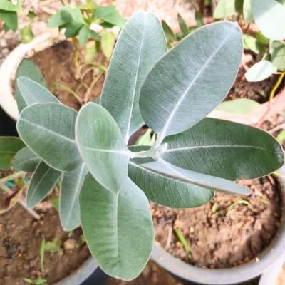 ユーカリ（種、種子） | 花、ガーデニング のおすすめ人気商品一覧