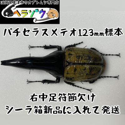 カブトムシ専門店ヘラゾウ - 標本｜Yahoo!ショッピング
