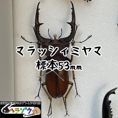 カブトムシ専門店ヘラゾウ - 標本｜Yahoo!ショッピング
