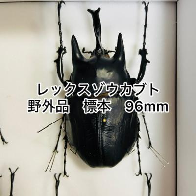 カブトムシ専門店ヘラゾウ - 標本｜Yahoo!ショッピング
