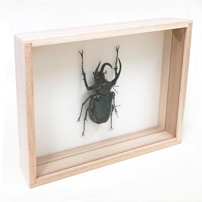 カブトムシ（標本）｜標本｜昆虫用品｜ペット用品、生き物 おすすめ