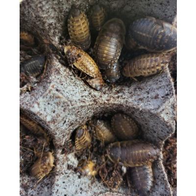 冷凍デュビアのおすすめ人気商品一覧 通販 - Yahoo!ショッピング