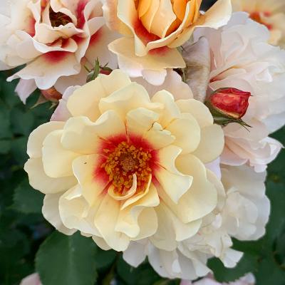 バラ専門店 ザ・ローズショップ - 複色系のバラ｜Yahoo!ショッピング