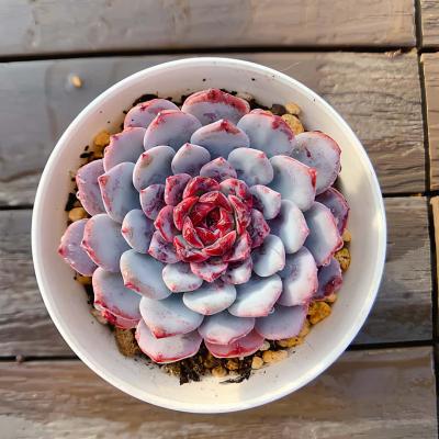 多肉専門VERVE - エケベリア属｜Yahoo!ショッピング