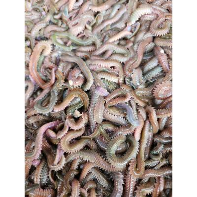 青イソメ（生き餌）｜釣り餌｜釣り | アウトドア、釣り、旅行用品 の