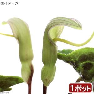 山野草）テンナンショウ（天南星）模様葉ホロテンナンショウ Sサイズ