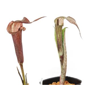 山野草）テンナンショウ（天南星）模様葉ホロテンナンショウ Sサイズ