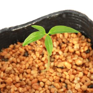 山野草）テンナンショウ（天南星）模様葉ホロテンナンショウ Sサイズ