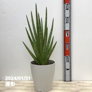 サンスベリア 7号 ゼラニカ プラスチック鉢仕様｜観葉02-D2 : 赤塚