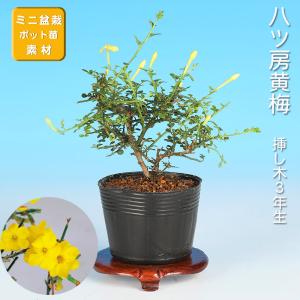 小品盆栽 ミニ盆栽 「ピラカンサ 千代田紅」 トキワサンザシ 常磐