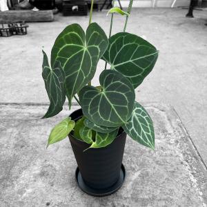 観葉植物 （わけあり特価）アンスリウム ドラヤキ×クリスタリナム 3.5