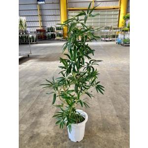 シュロチク 8号 シュロ竹 観葉植物 棕櫚竹 鉢植え 販売 苗 苗木 送料