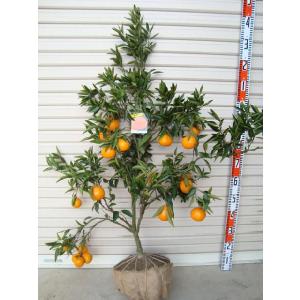 せとか】 柑橘大苗 6年生接木苗 柑橘 ※納期指定:発送予定2026年3