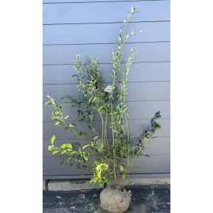 ブルーベリー ブライトウェル 株立ち 約1.7m 特大植木苗木 一点物特大