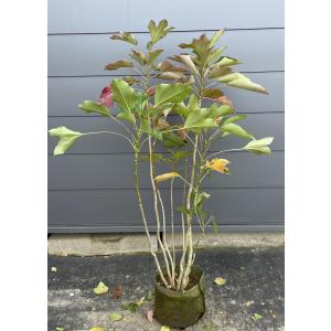 カクレミノ 株立ち 約1.7m 現品発送 美樹形株 特大植木苗木 隠れ蓑