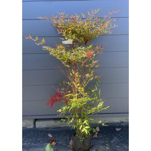 南天の木 赤ナンテン 6本株立ち 約1.2m 現品発送 豪華株 特大株 植木