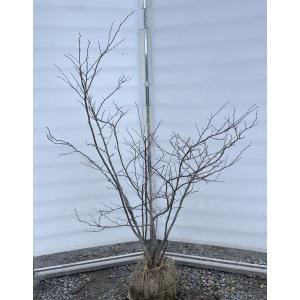 夏ハゼ 5本株立ち 約1.3m 現品発送 特大苗木 植木 大苗 ナツハゼ