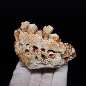 スコミムス 足 爪 本物 化石 恐竜 ニジェール産 135.83mm プレゼント