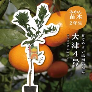 日向夏（ニューサマーオレンジ）：果樹苗 柑橘苗 苗木 接木 苗 みかん