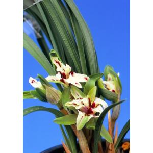 日本春蘭】寿紅（じゅこう）/ 花 蘭 東洋蘭 春蘭 : ヨネヤマ - 通販