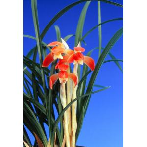 日本春蘭】万寿（まんじゅ）/ 花 蘭 東洋蘭 春蘭 : ヨネヤマ - 通販